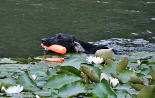 Dog during water training